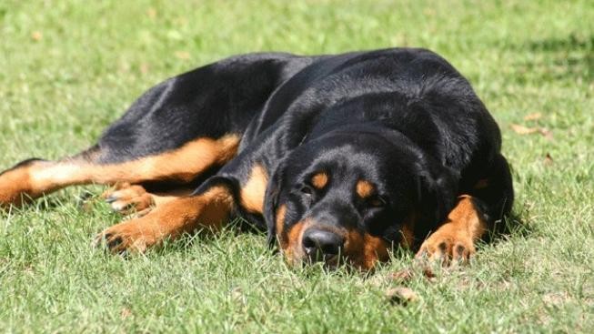 Majitelce rotvajlera, který pokousal dítě, hrozí dva roky za mřížemi