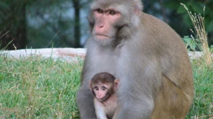 Opice budou mít módní přehlídku