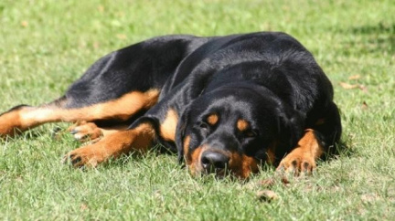 Útok rotvajlera na dívku prošetřuje policie. Chystá obvinění?