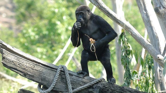 Tragédie v pražské zoo: Gorilí sameček Tatu se oběsil na laně