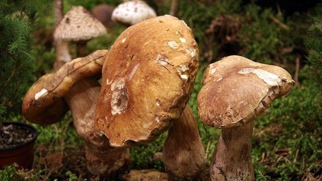 Počasí v posledních dnech dělá radost houbařům