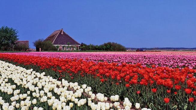 Do Holandska za (a na) tulipány 