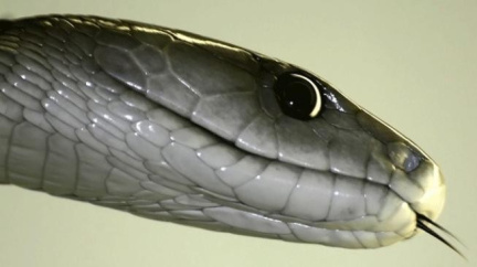Muže, kterého uštkla mamba, už pustili z toxikologie