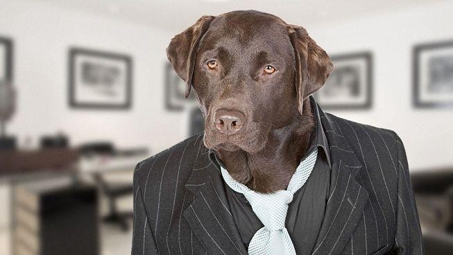 Pes v práci. Radost nebo chaos?