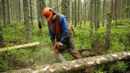 Na Šumavě se budou dál kácet desítky stromů