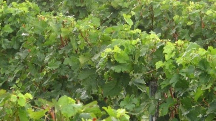 Vinaři na jižní Moravě začínají s přípravou slámových vín