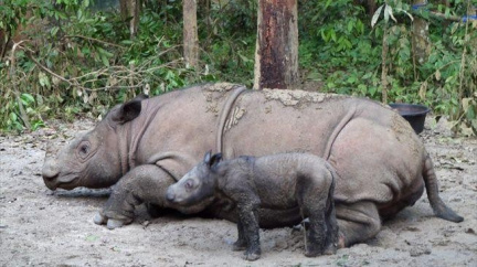 Na webu plzeňské zoo sledují záběry mláděte nosorožce tisíce lidí