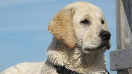 Psi nám prý rozumějí víc, než si myslíme