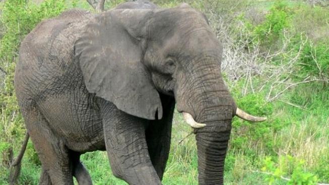 Sloni, kteří loupí úrodu na polích, prý žijí ve stresu 