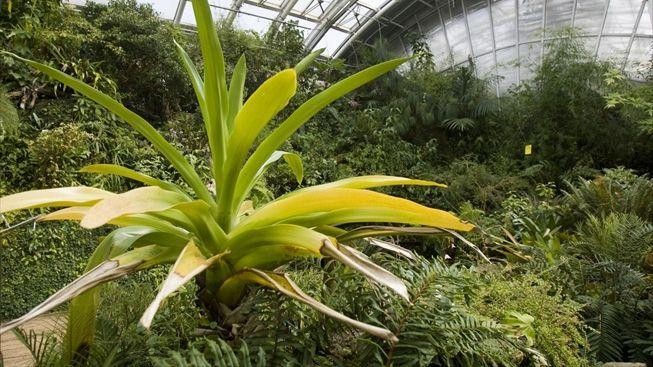 Dechberoucí skleník Fata Morgana v Pražské ZOO otvírá od srpna