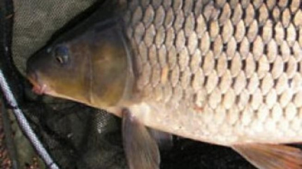 Kosti v krku potrápily děti, dospělí už asi umějí rybí maso jíst 