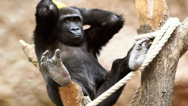 Gorilka Moja oslavila šesté narozeniny