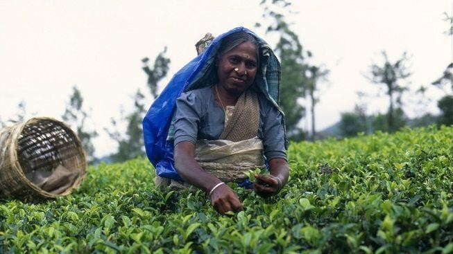 Míchat nebo nemíchat? Na Srí Lance vře čajová diskuse