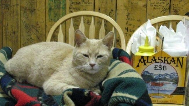 15 let ve funkci! Aljašce vládne kocour