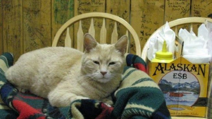 15 let ve funkci! Aljašce vládne kocour