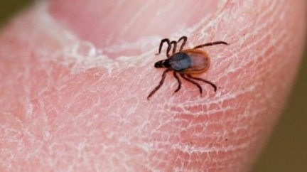 Klíšťových zánětů mozku je méně, trvalý pokles zmůže jen očkování 