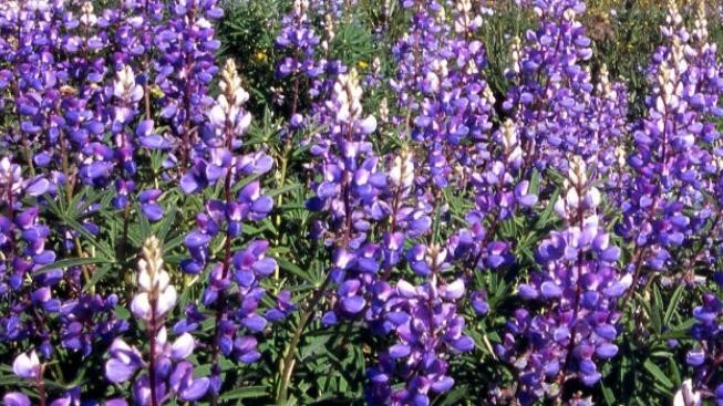 Vědci z Brna zkoumají využití byliny lupiny v jídelníčku lidí 