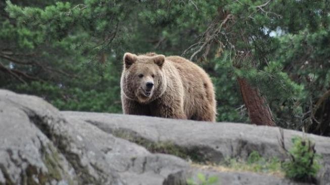 Nejdřív za posledních 15 let se letos uložili k zimnímu spánku medvědi v plzeňské zoologické zahradě