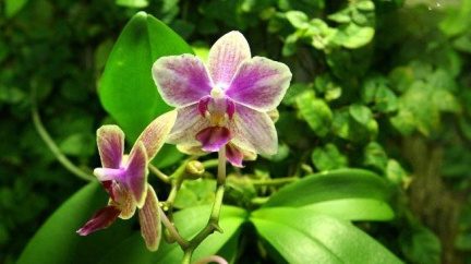 Mokřady s vzácnými orchidejemi začnou kosit dobrovolníci