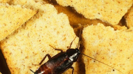 Pozor na nebezpečné sušenky, které se objevily v Česku