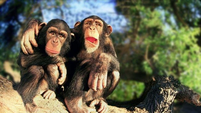 Pět šimpanzů napadlo pětiletou dívku