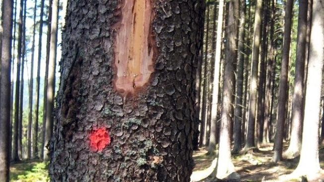 Muž šel na dřevo, zabil ho padající strom