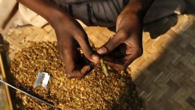 V Kongu děti šňupají práškový tabák jako lék proti rýmě