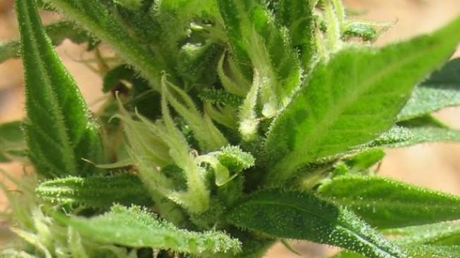 Praha: Konopný veletrh Cannafest představí 120 vystavovatelů