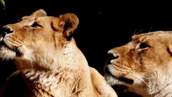 Lvi v zimbabwské rezervaci zabili turistu 