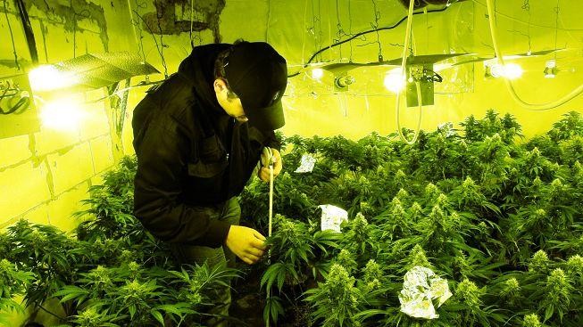 Největší pěstírna marihuany ve Zlínském kraji patřila čtyřem cizincům