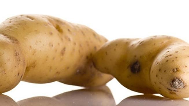 Velká Británie: Muž vypěstoval největší bramboru na světě 