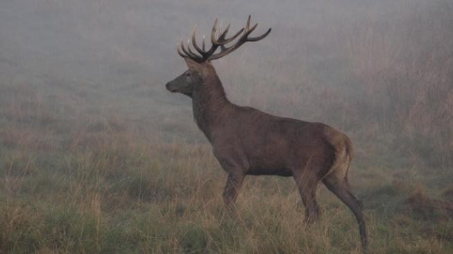 V lánské oboře prý někdo otrávil zvěř, uhynulo deset jelenů