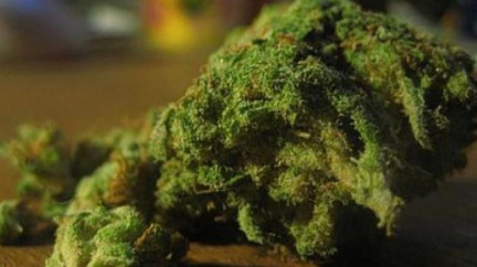 Za střelbu kvůli marihuaně padly nepodmíněné tresty