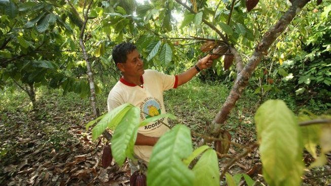 Peruánci tvrdí, že jejich kakao je nejlepší 