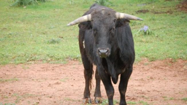 Při prvním letošním běhu před býky se zranilo pět lidí