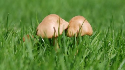 České Budějovice: Na výstavu hub budou sbírat exponáty den před zahájením 