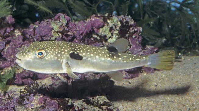 Smrtonosná ryba fugu. Večeře jen pro odvážné!