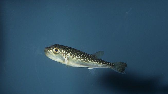 Obrázek