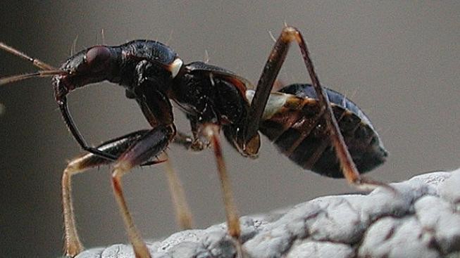 Výstřední "pochutiny"