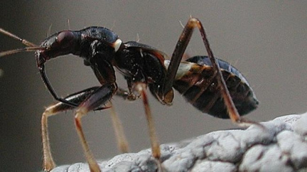 Výstřední "pochutiny"