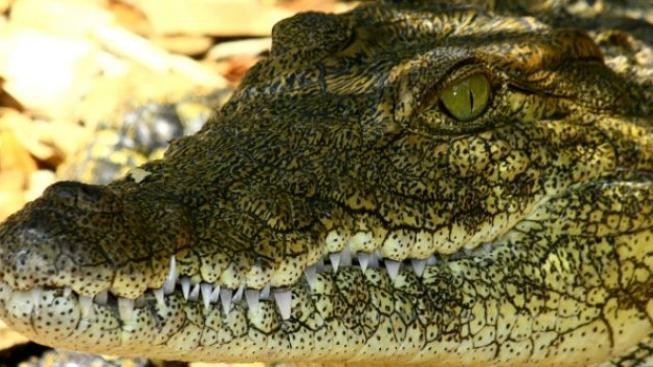 Írán: Muž žije s krokodýlem, třemi hady, orlem a malou opičkou 