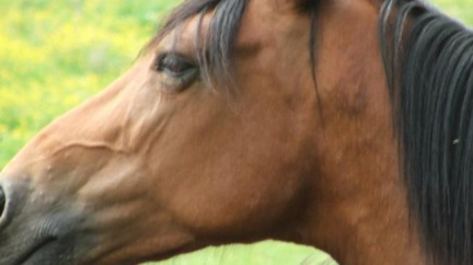 Německo: Stovka vyplašených koní zranila 44 lidí