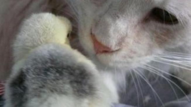 Lidé dnes mohou zapálením svíčky uctít památku zvířat 