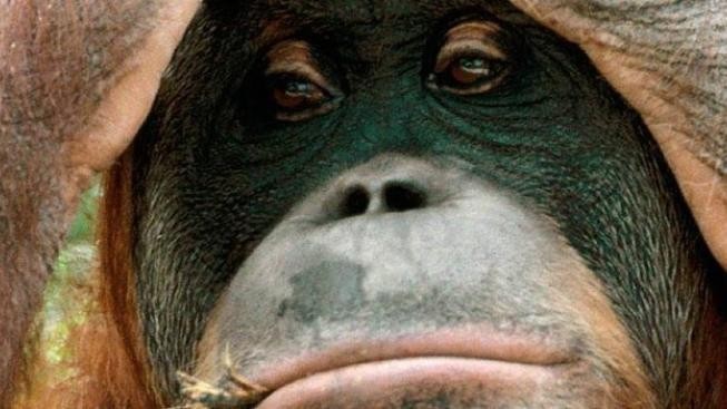 Nizozemí: Gymnasta učí orangutany houpat se ve větvích