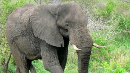 Expedice jde s historickou technikou po stopách otců fotosafari 