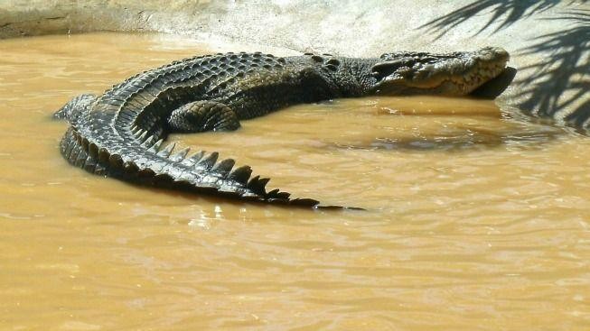 Do Guinnessovy knihy rekordů byl zapsán nový největší krokodýl, měří 6,17 metru