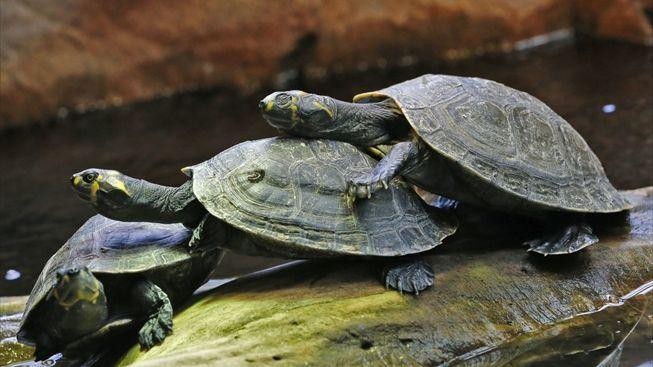 Desítky nebohých želv zhynuly na pobřeží Austrálie. Vědci netuší proč