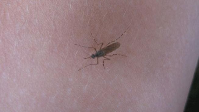 Komárů na jihu Moravy hodně, o kalamitu ale nejde