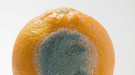 Kvalita potravin se nezhoršuje, tvrdí prodejci