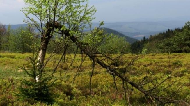 Bouřka se smrští kácela stromy. Přerušila dopravu i dodávky proudu